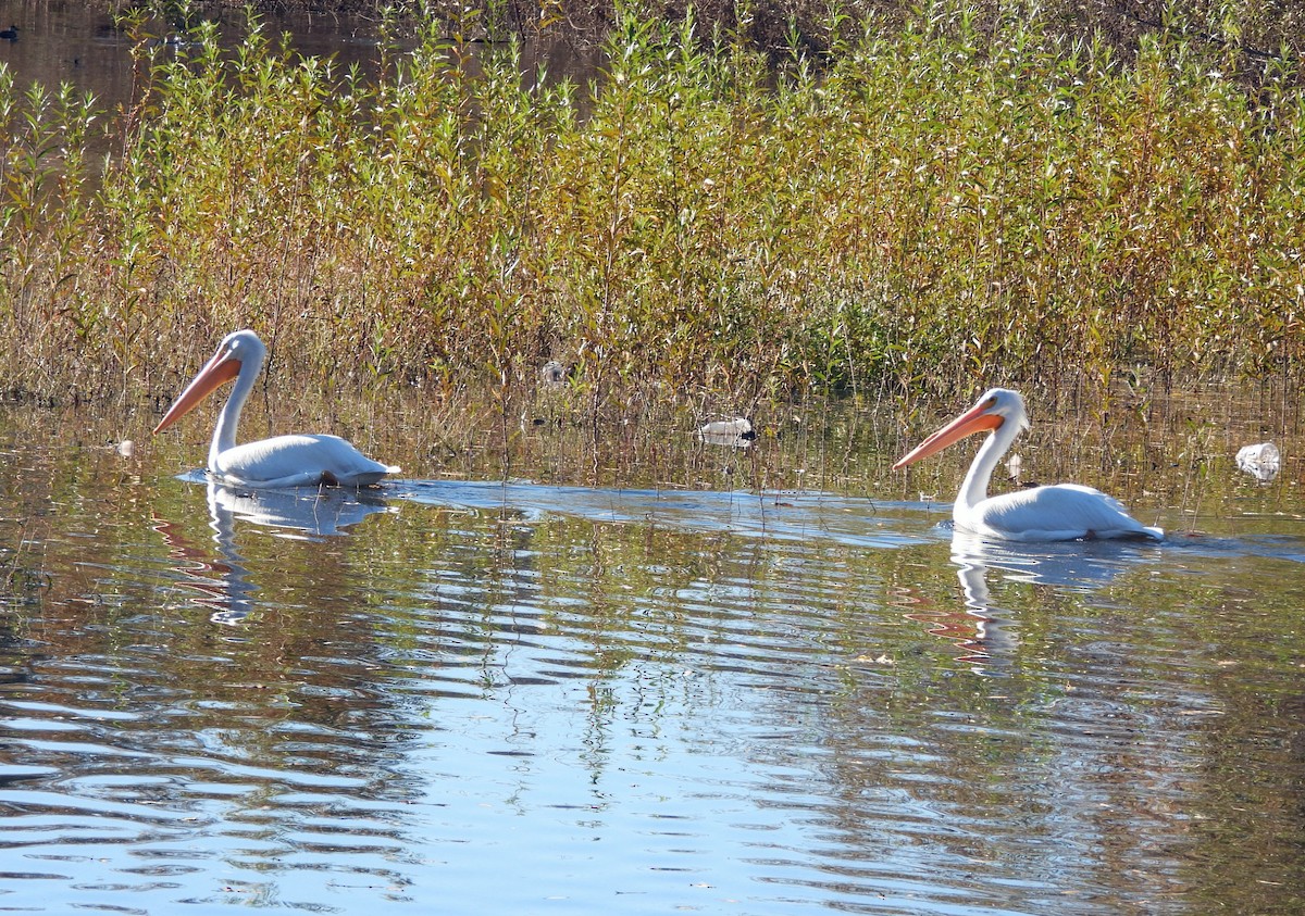 Пеликан-носорог - ML646787857