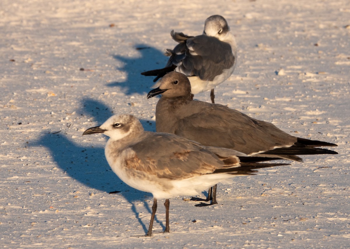 Gray Gull - ML646787863