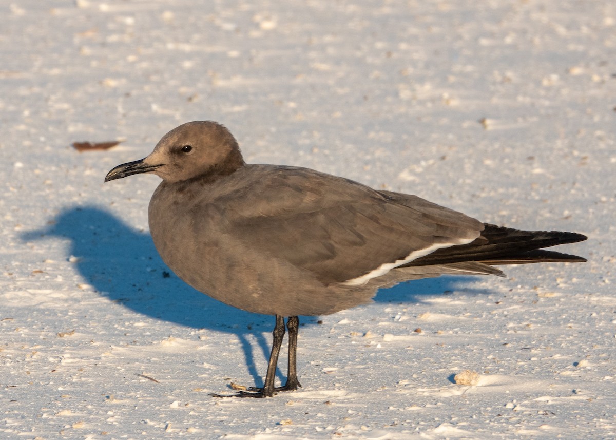 Gray Gull - ML646787864