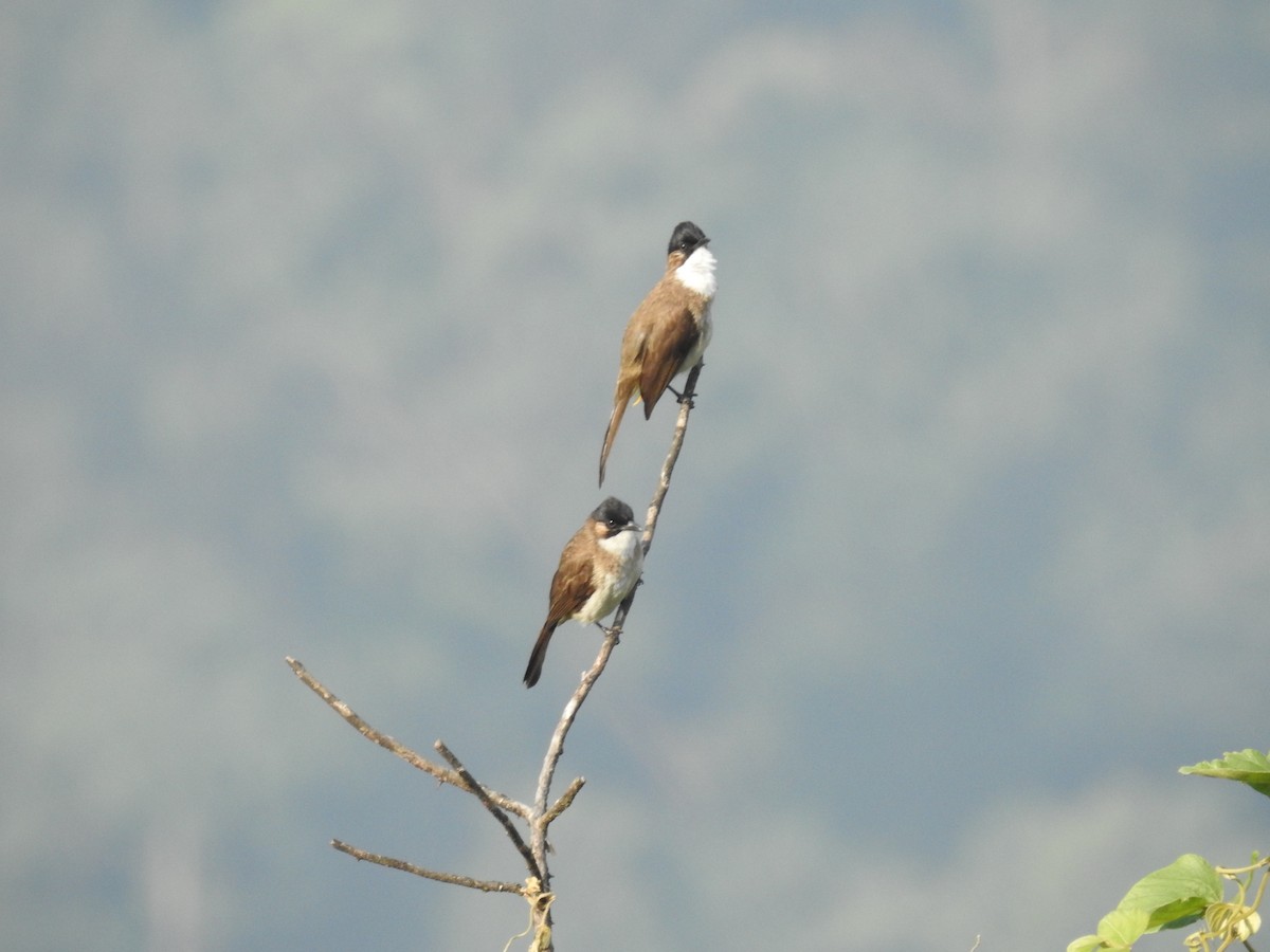 Bulbul Pechipardo - ML646787865