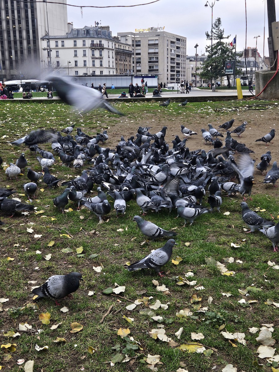 Haitz-usoa (etxekoa) - ML646787867