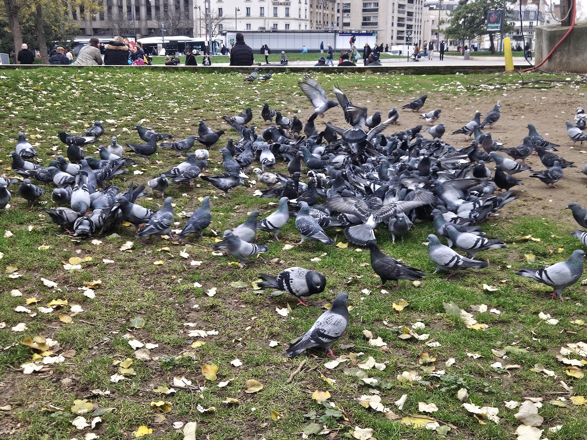 Haitz-usoa (etxekoa) - ML646787868