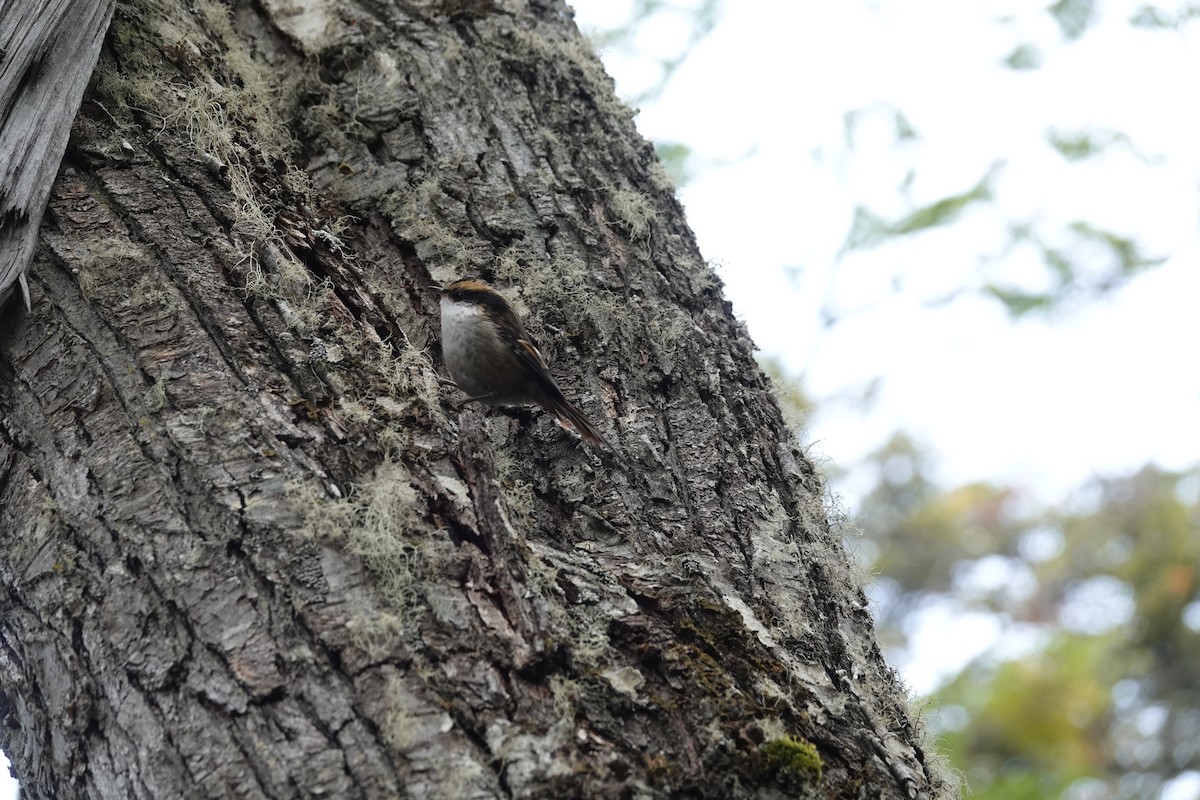 Thorn-tailed Rayadito - ML646787869