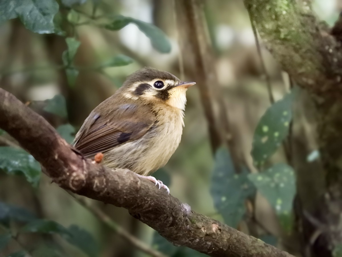 White-throated Spadebill - ML646787870