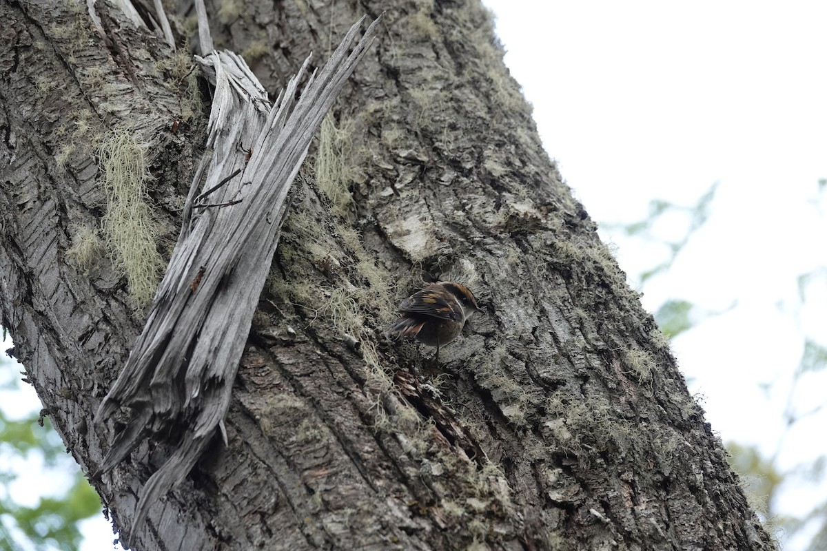 Thorn-tailed Rayadito - ML646787871