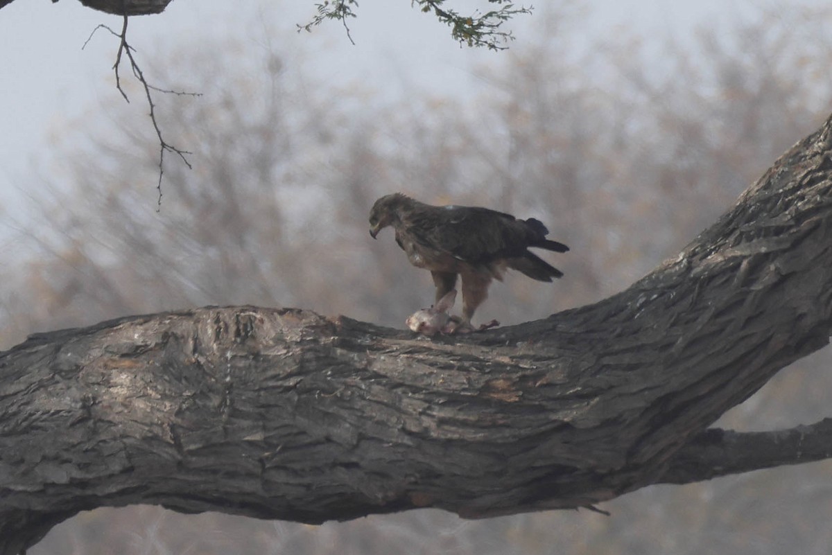 Tawny Eagle - ML646787872