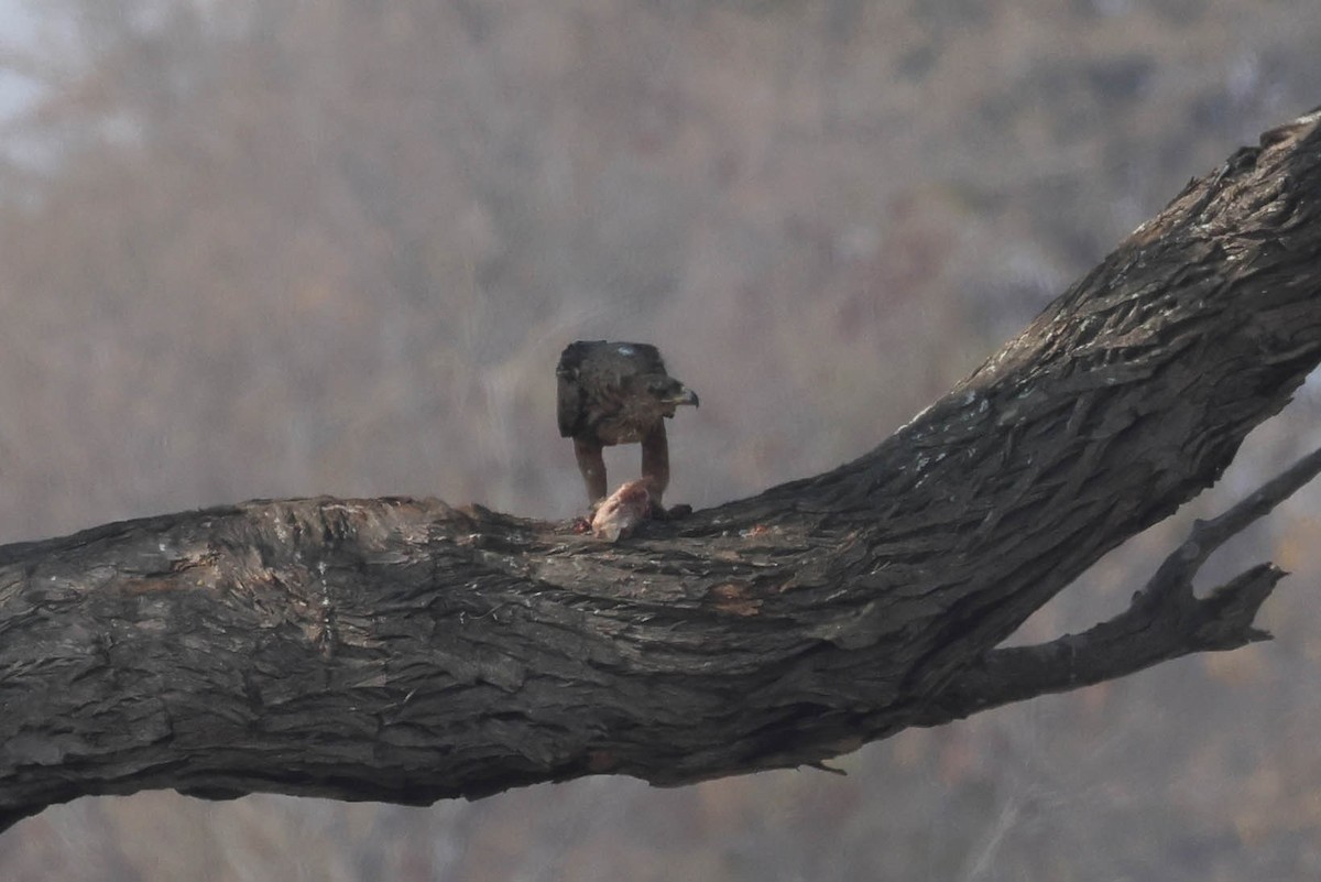 Tawny Eagle - ML646787873