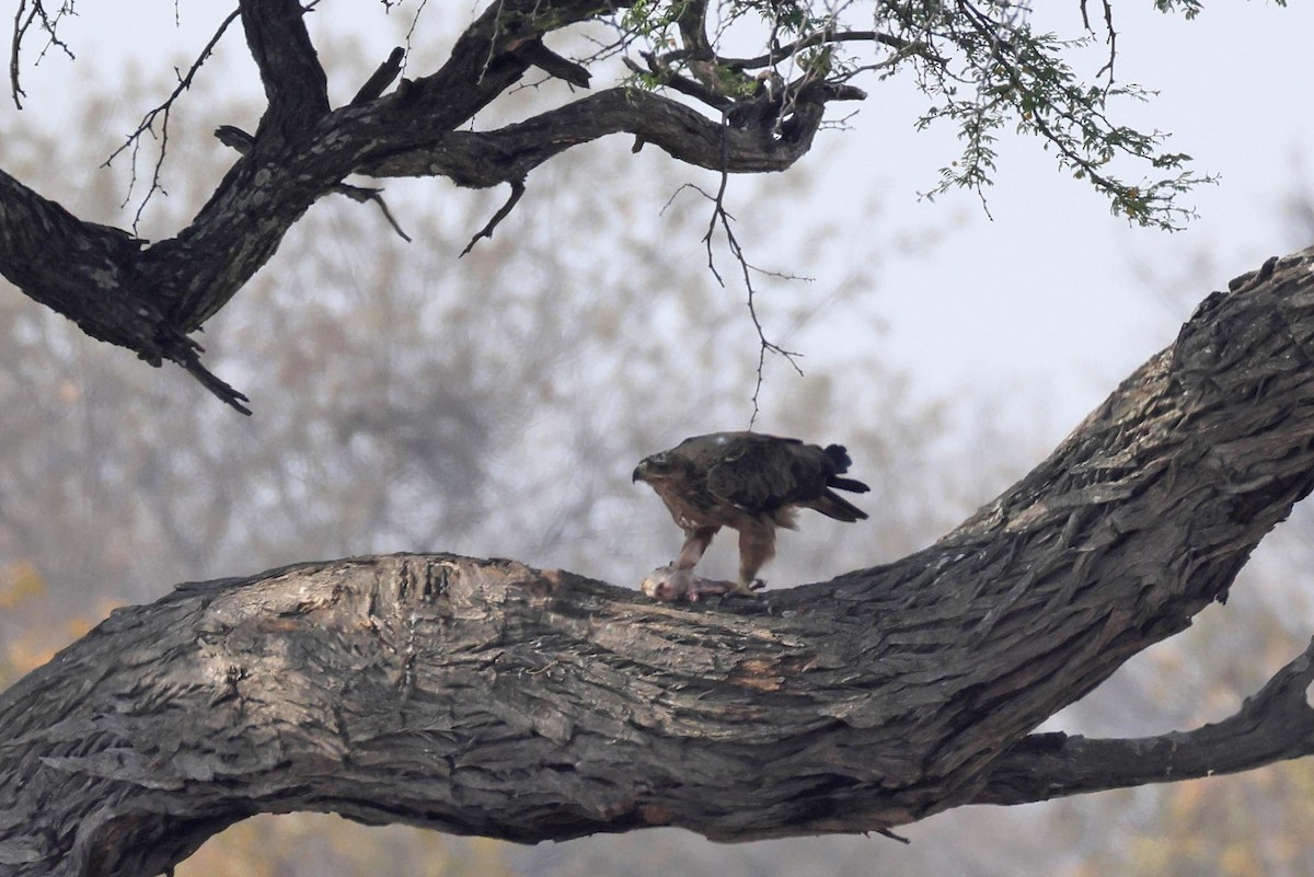 Tawny Eagle - ML646787874