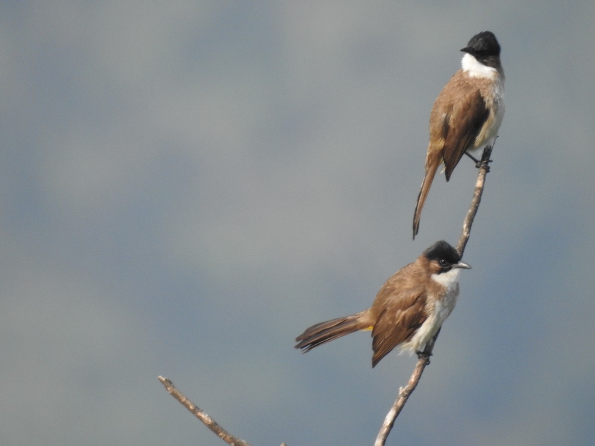 Bulbul Pechipardo - ML646787876