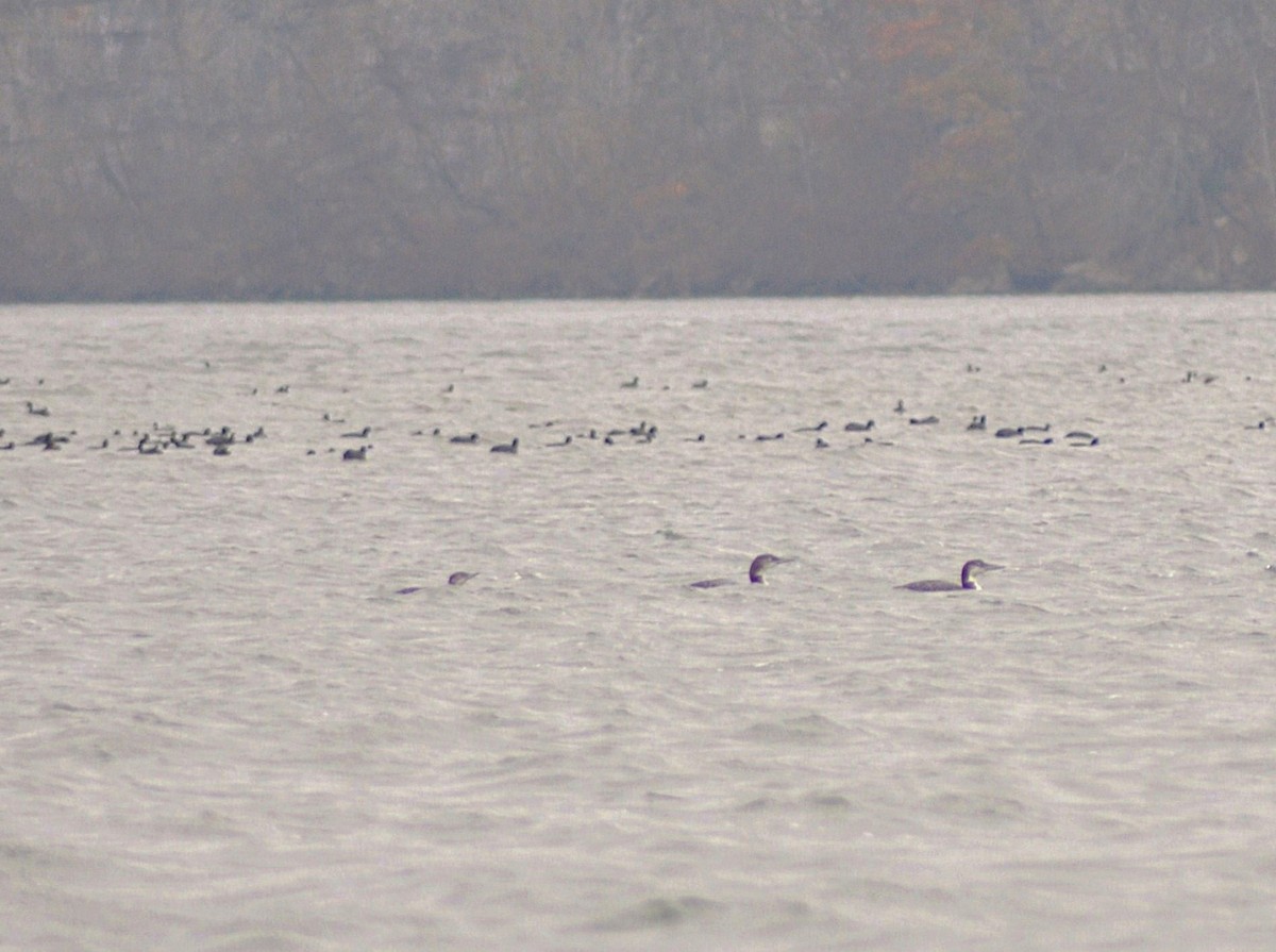 Colimbo Chico - ML646787877