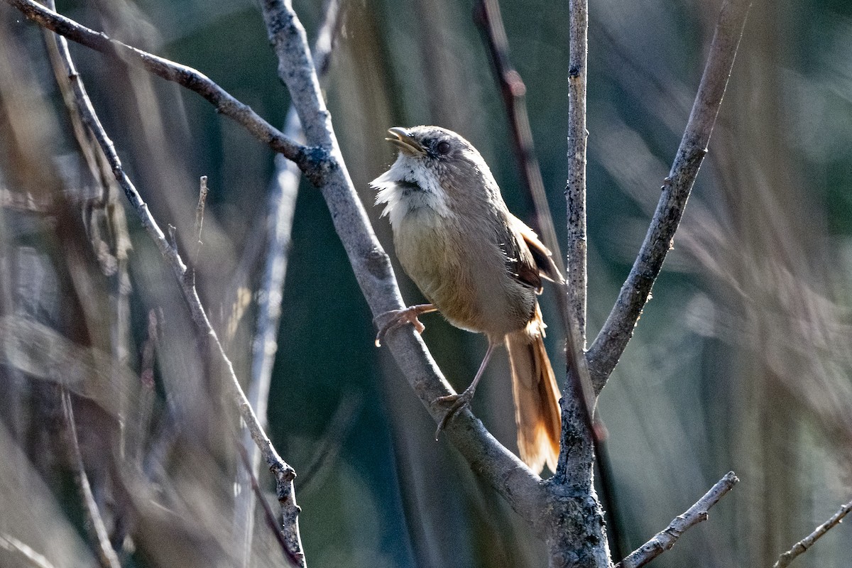 Timalí Colirrufo - ML646787879