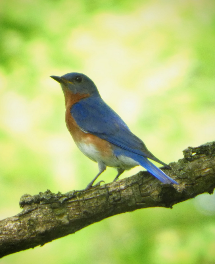 Eastern Bluebird - ML646787880