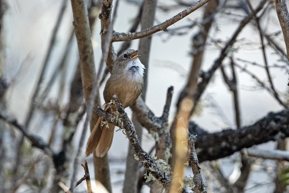 Timalí Colirrufo - ML646787881