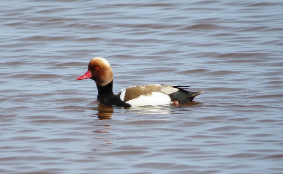 Red-crested Pochard - ML646787883