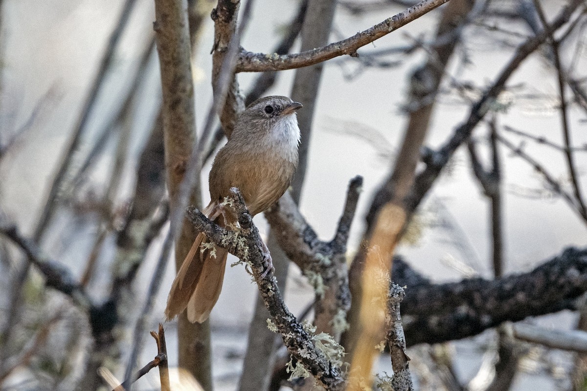 Timalí Colirrufo - ML646787884