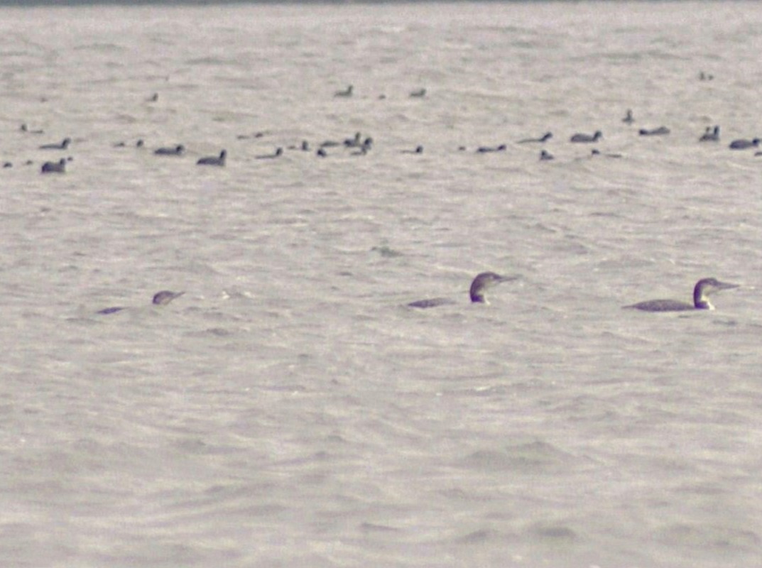 Colimbo Chico - ML646787886