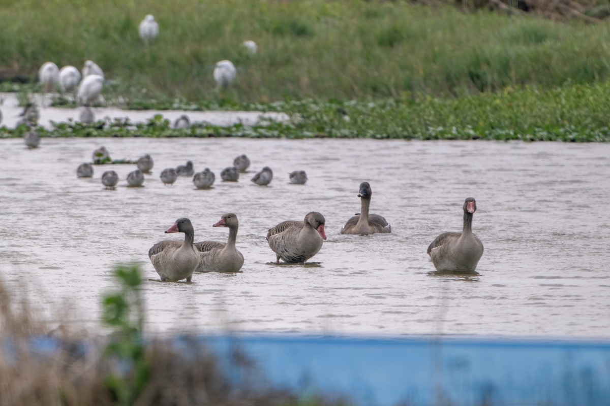 Graugans (rubrirostris) - ML646787887