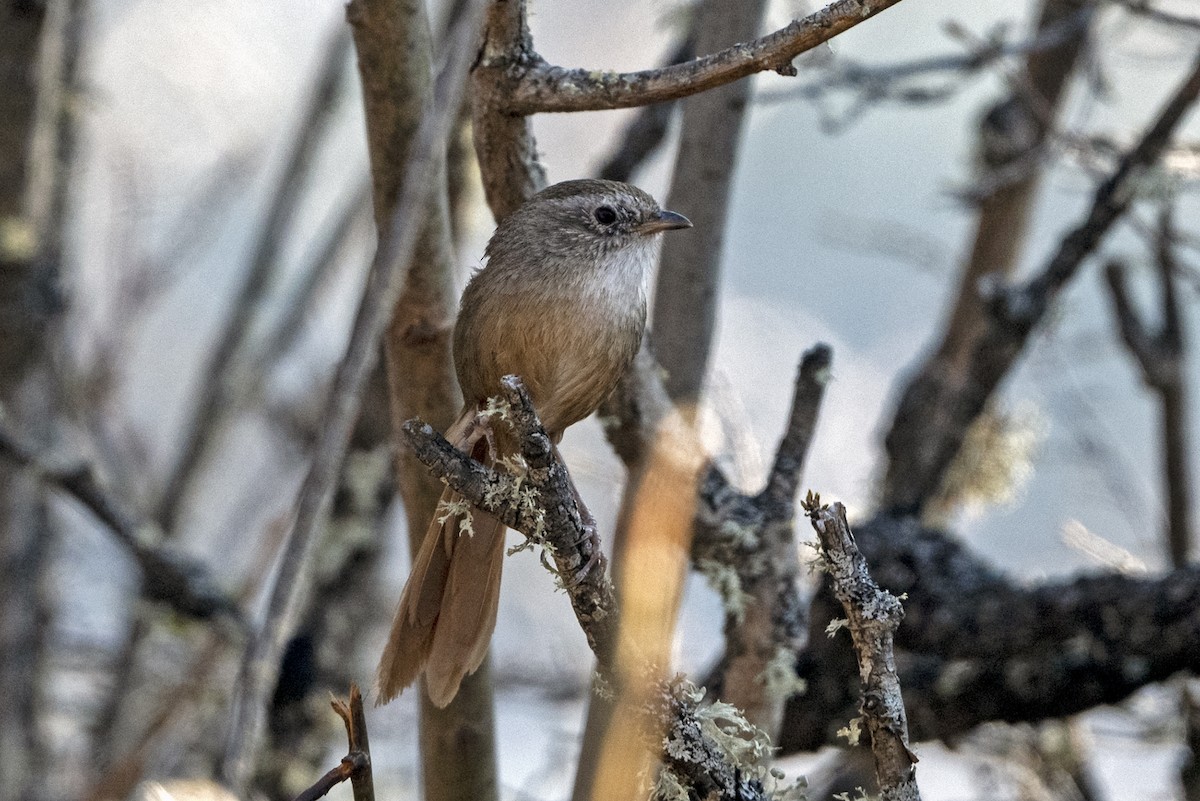 Timalí Colirrufo - ML646787889