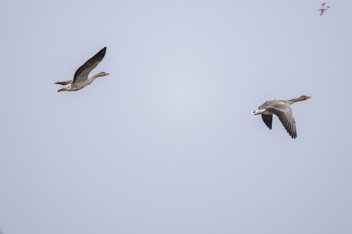 Graugans (rubrirostris) - ML646787890