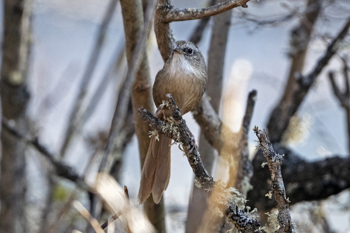 Timalí Colirrufo - ML646787891