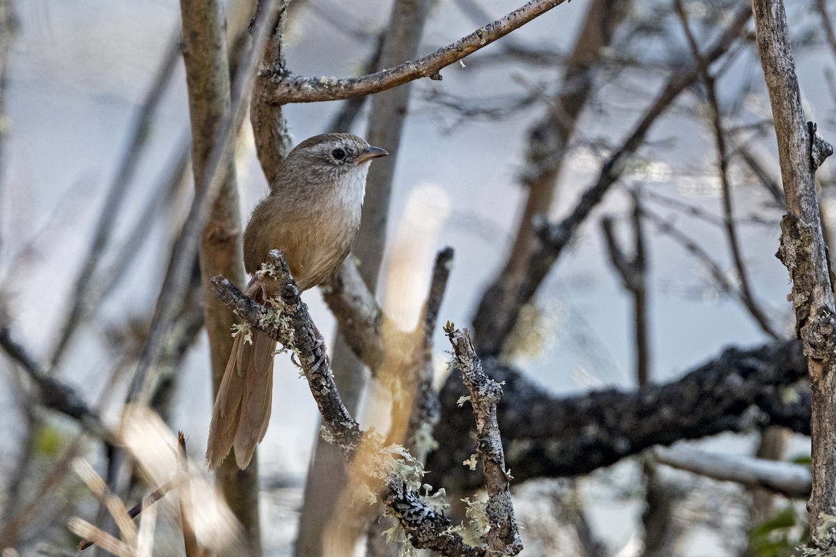 Timalí Colirrufo - ML646787892