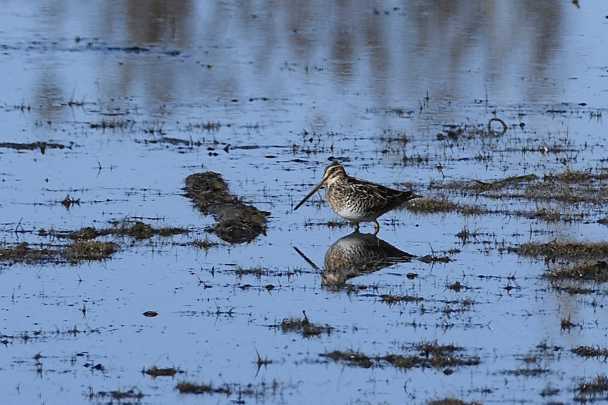 Баранець американський - ML646787897