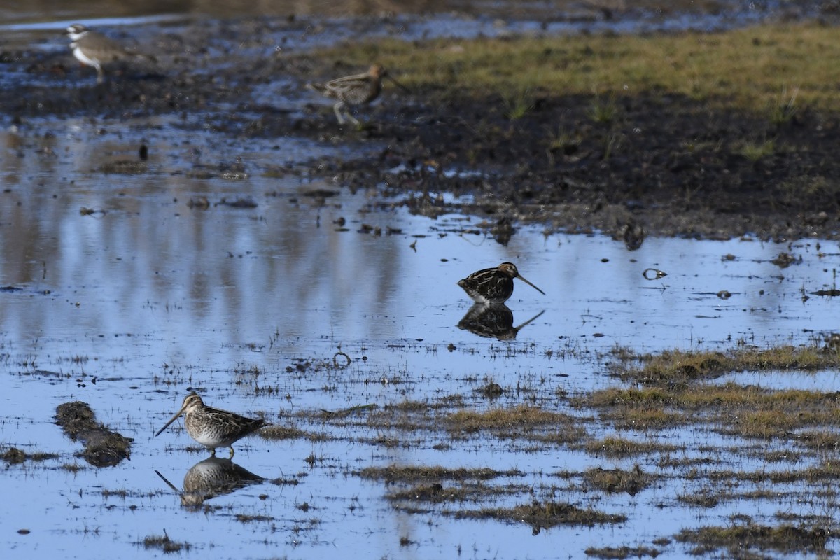 Баранець американський - ML646787898