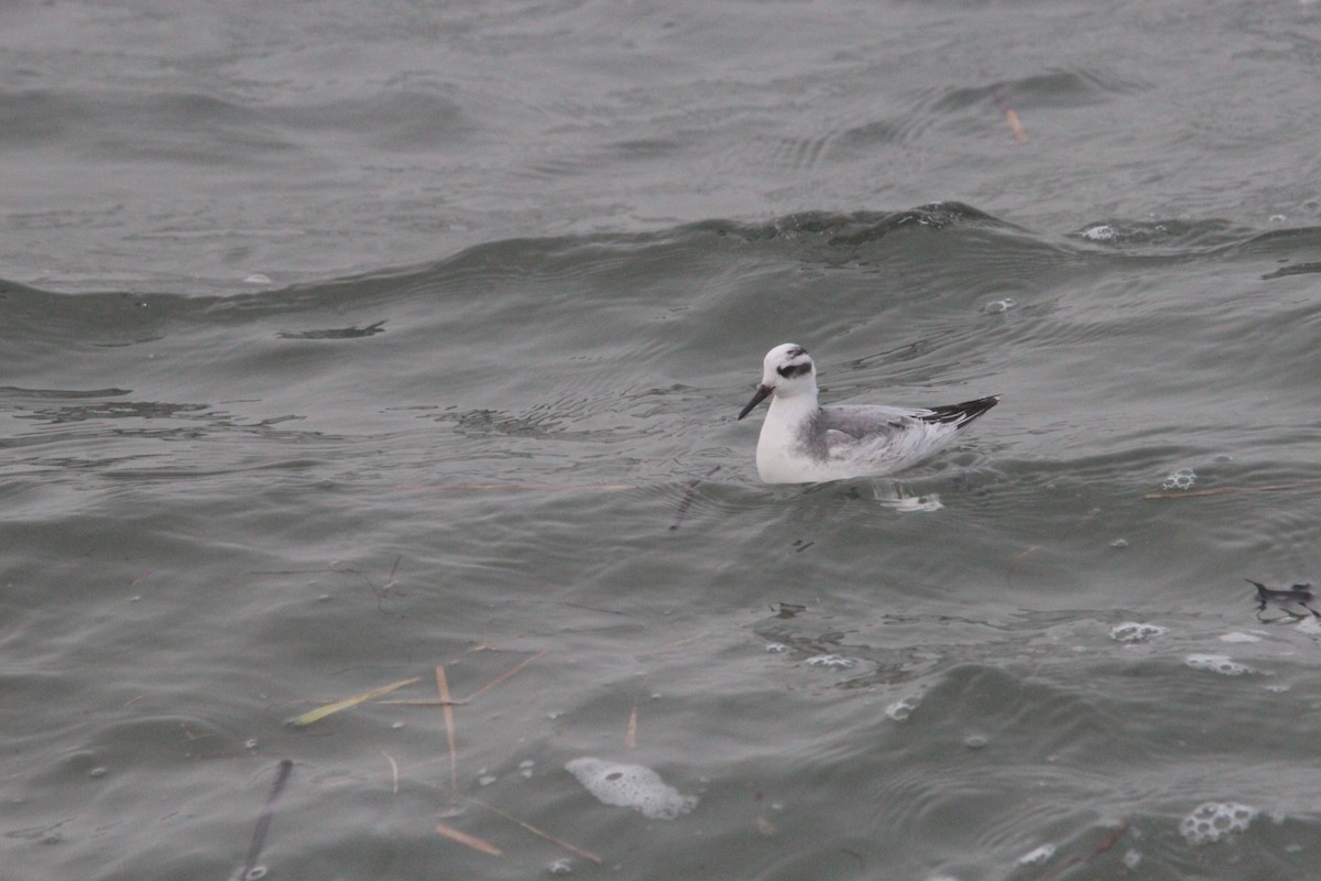 Kızıl Denizdüdükçünü - ML646787904