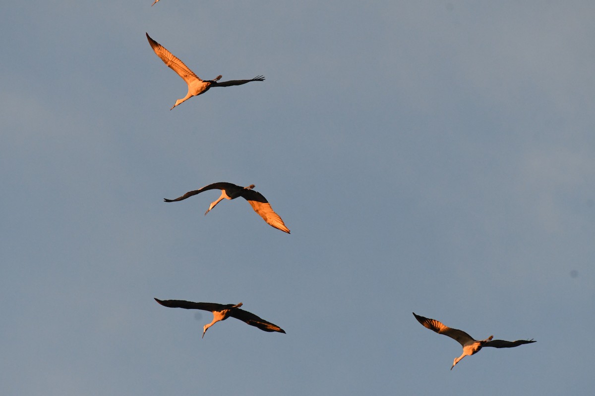 Журавель канадський - ML646787908