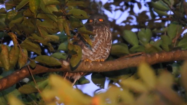 Brown Boobook - ML646787910