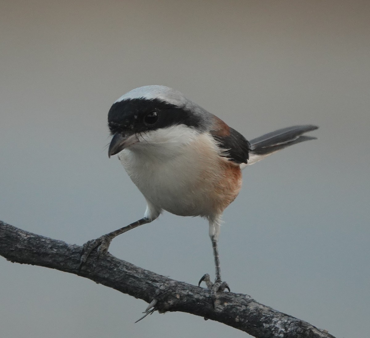 Bay-backed Shrike - ML646787911
