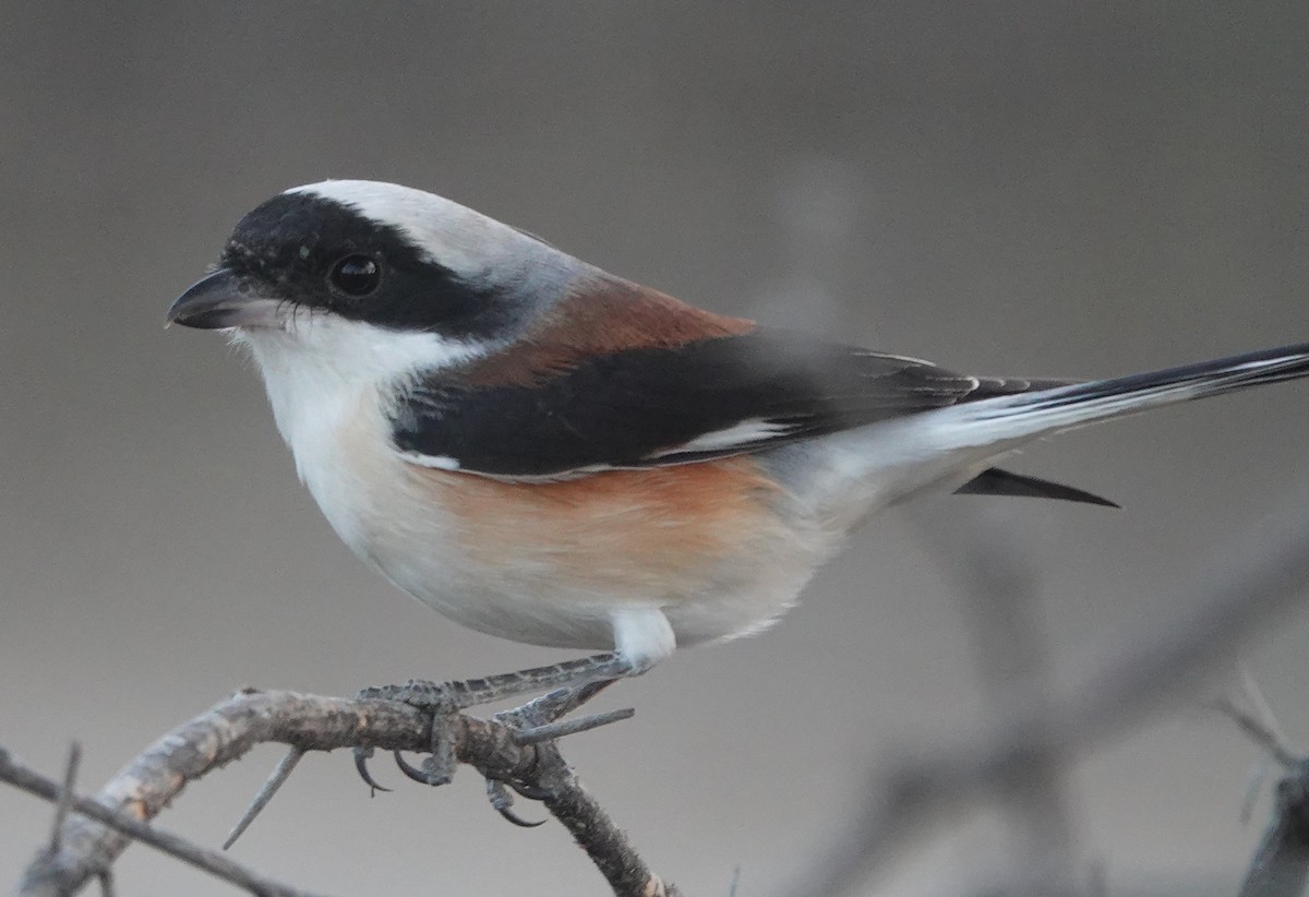 Bay-backed Shrike - ML646787912