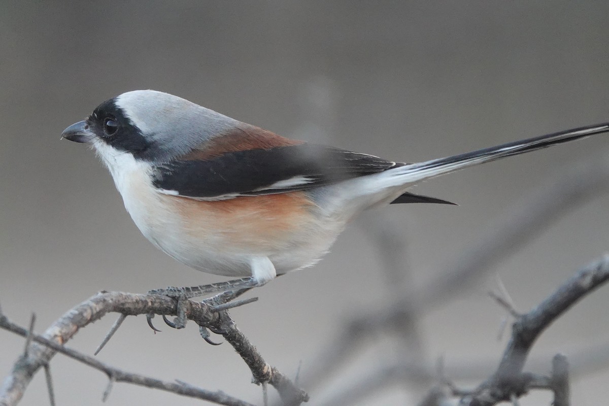 Bay-backed Shrike - ML646787913