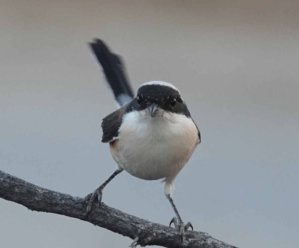 Bay-backed Shrike - ML646787914