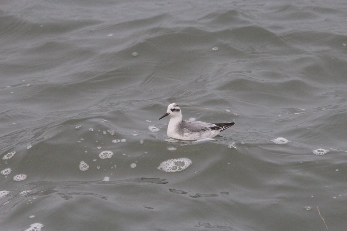 Kızıl Denizdüdükçünü - ML646787915