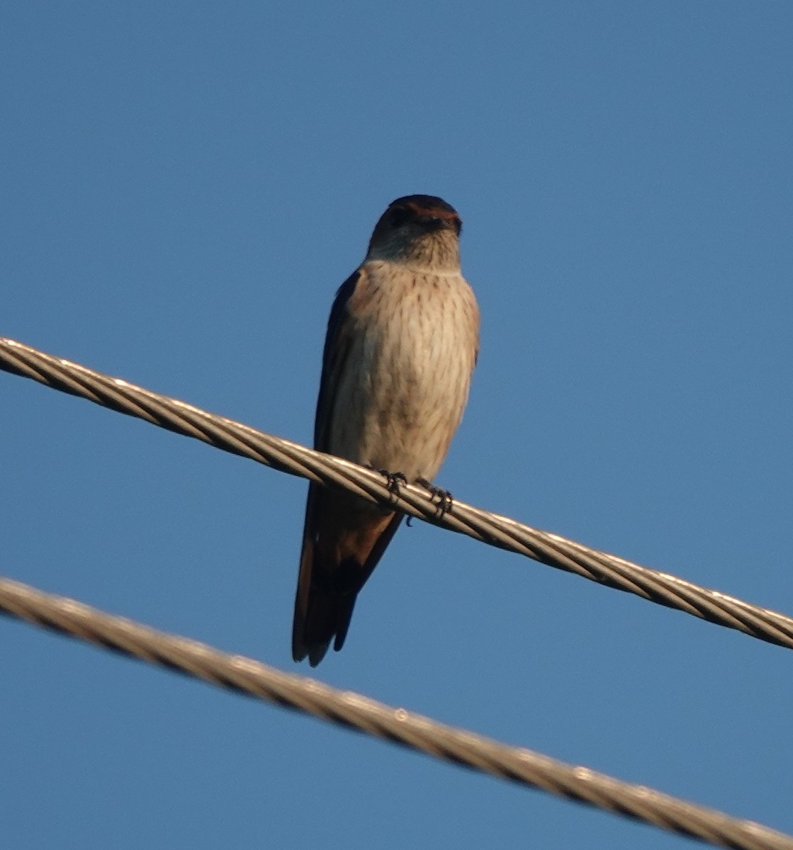 Ластівка рудопоперечна східна - ML646787921