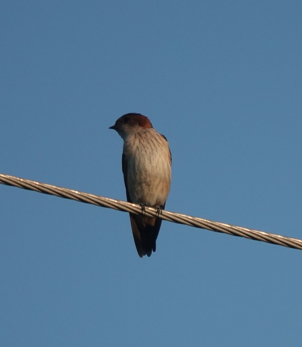 Ластівка рудопоперечна східна - ML646787922