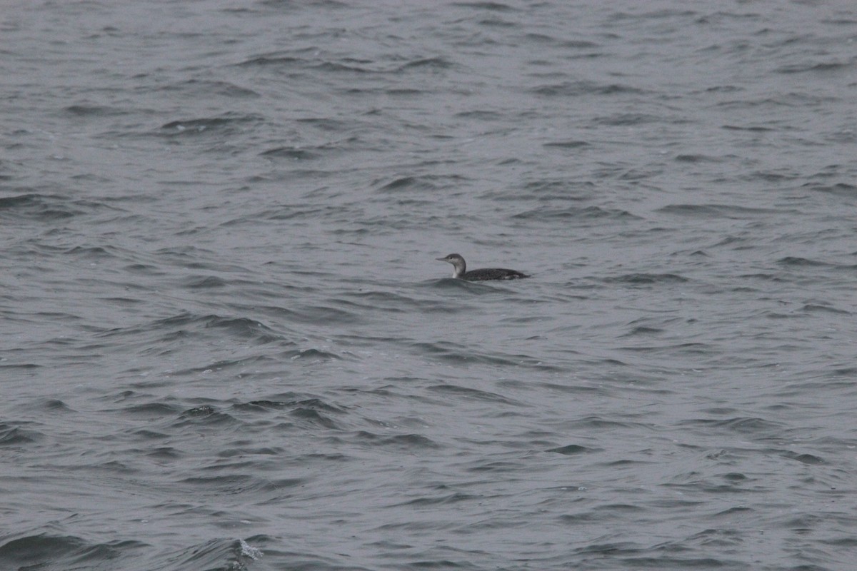 Red-throated Loon - ML646787923