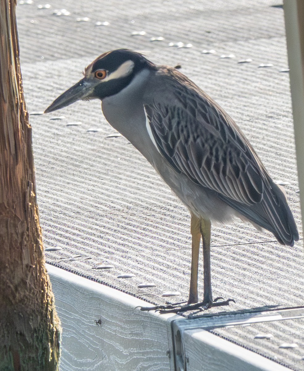 Yellow-crowned Night Heron - ML646787924