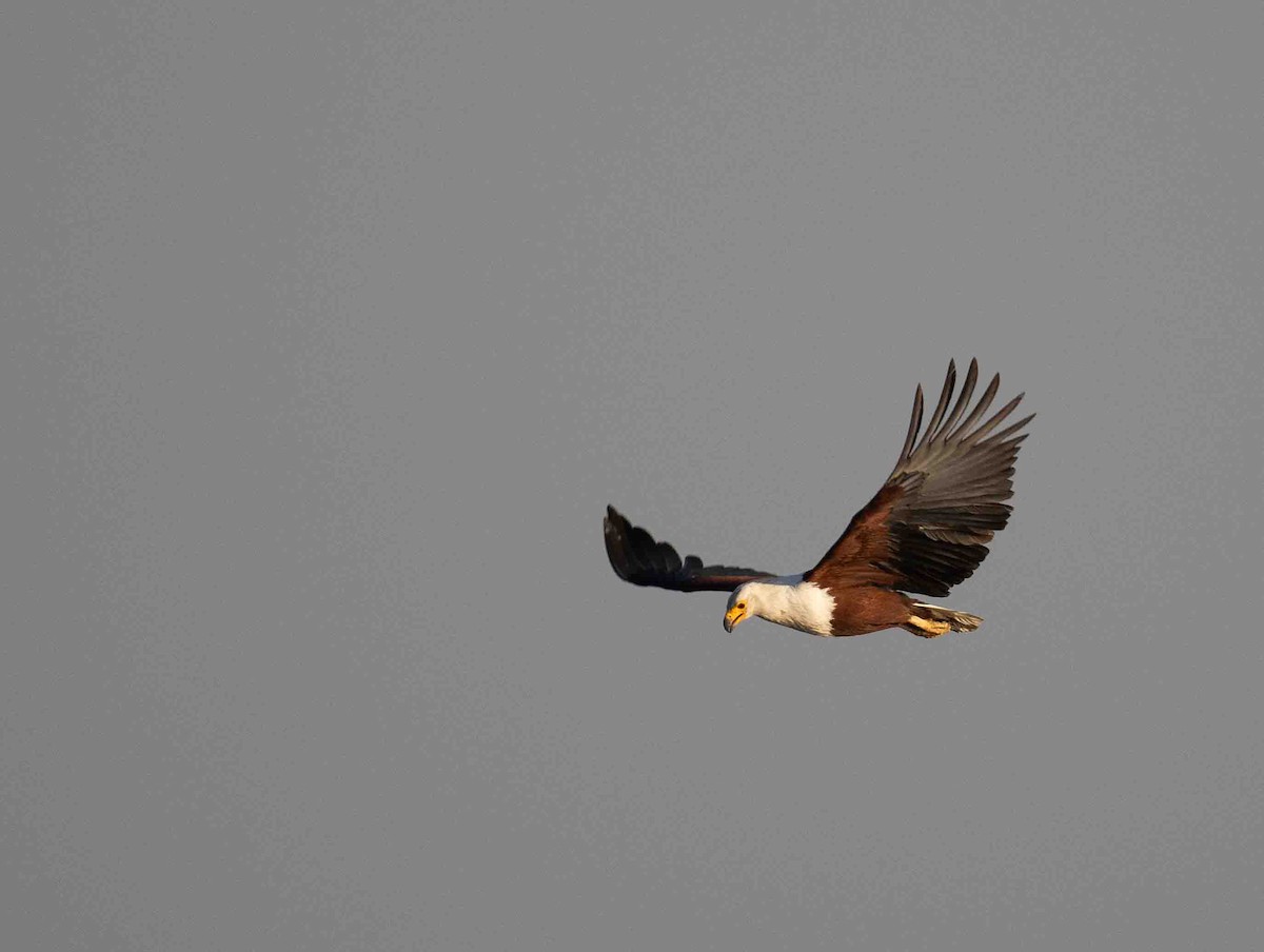 African Fish-Eagle - ML646787925