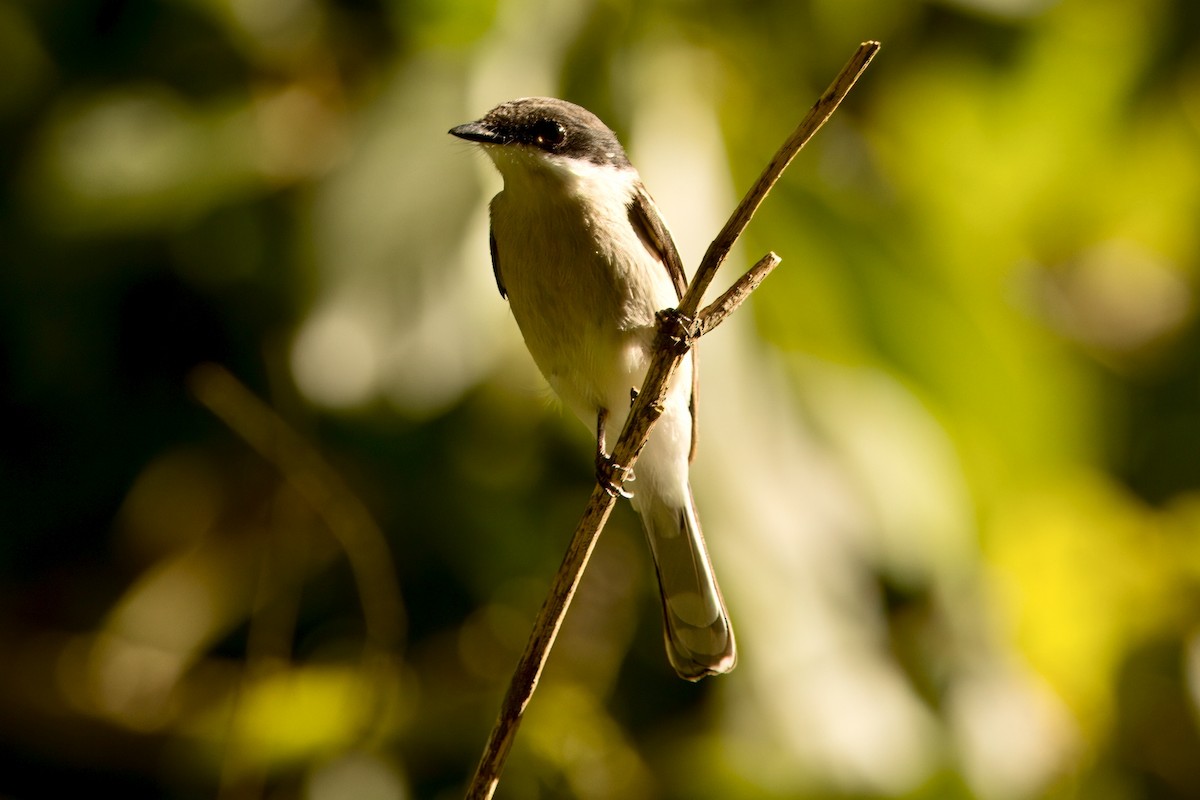 Bar-winged Flycatcher-shrike - ML646787928