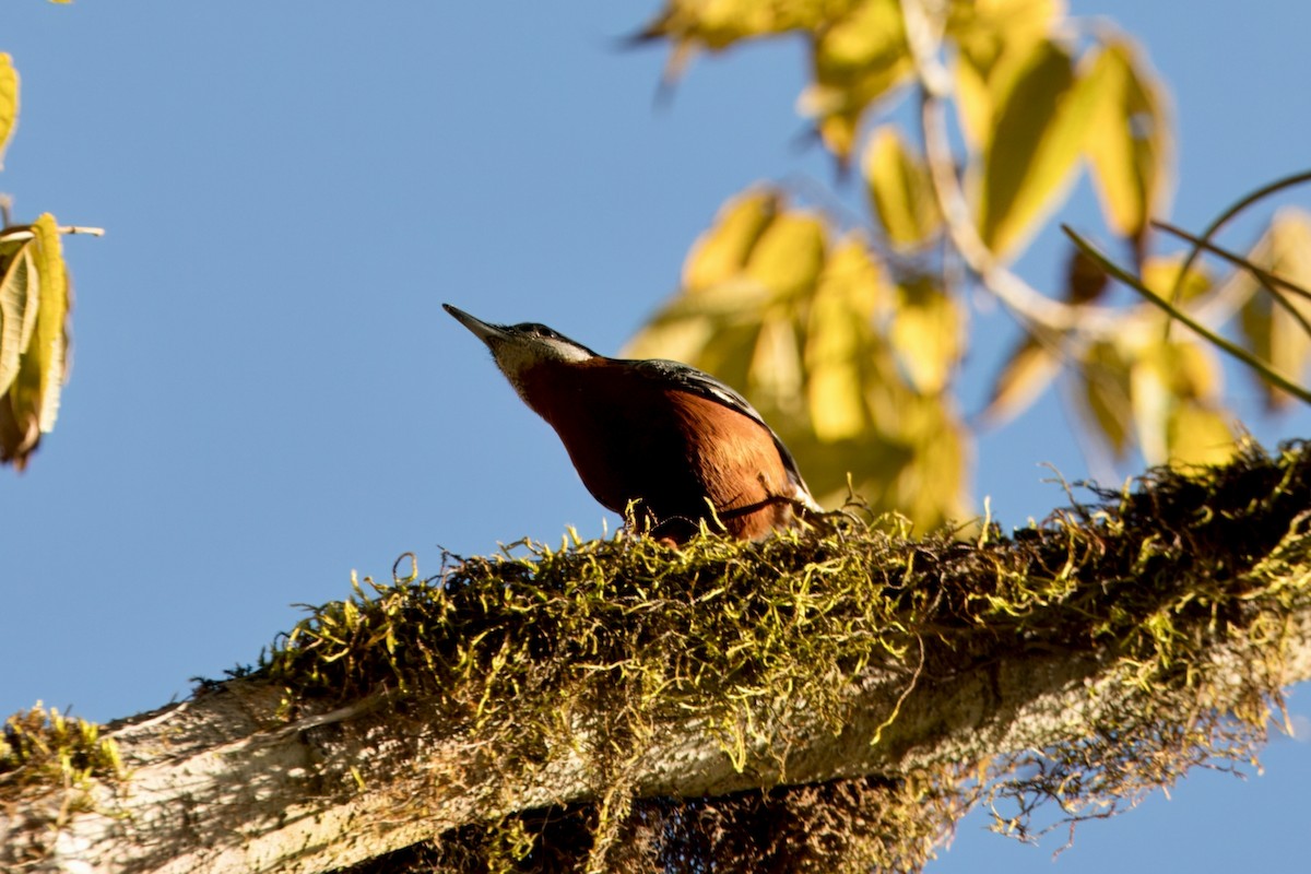 Chestnut-bellied Nuthatch - ML646787931