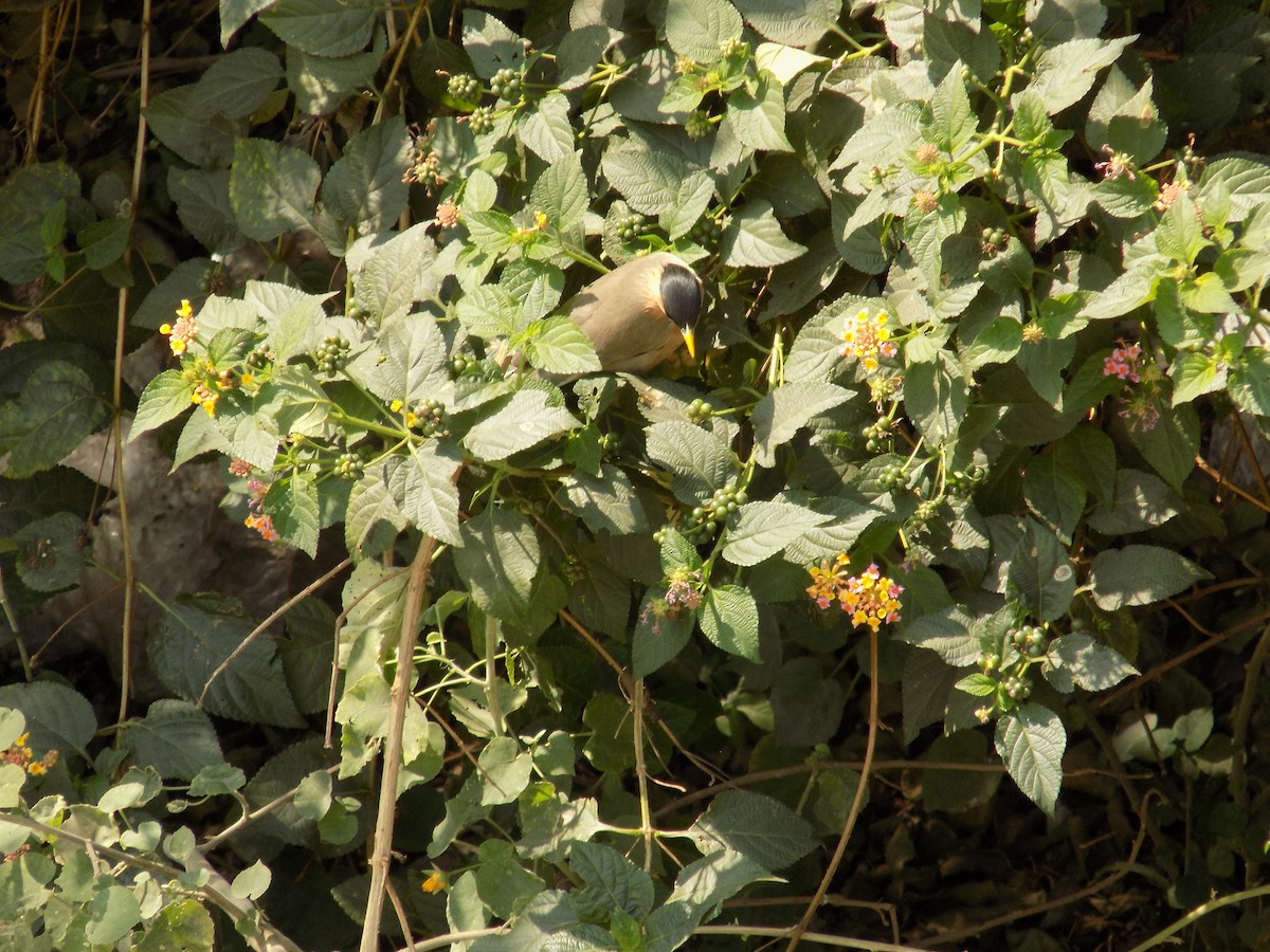 Brahminy Starling - ML646787933