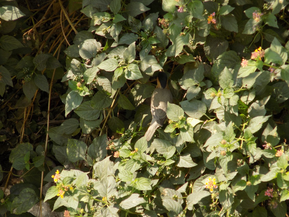 Brahminy Starling - ML646787934
