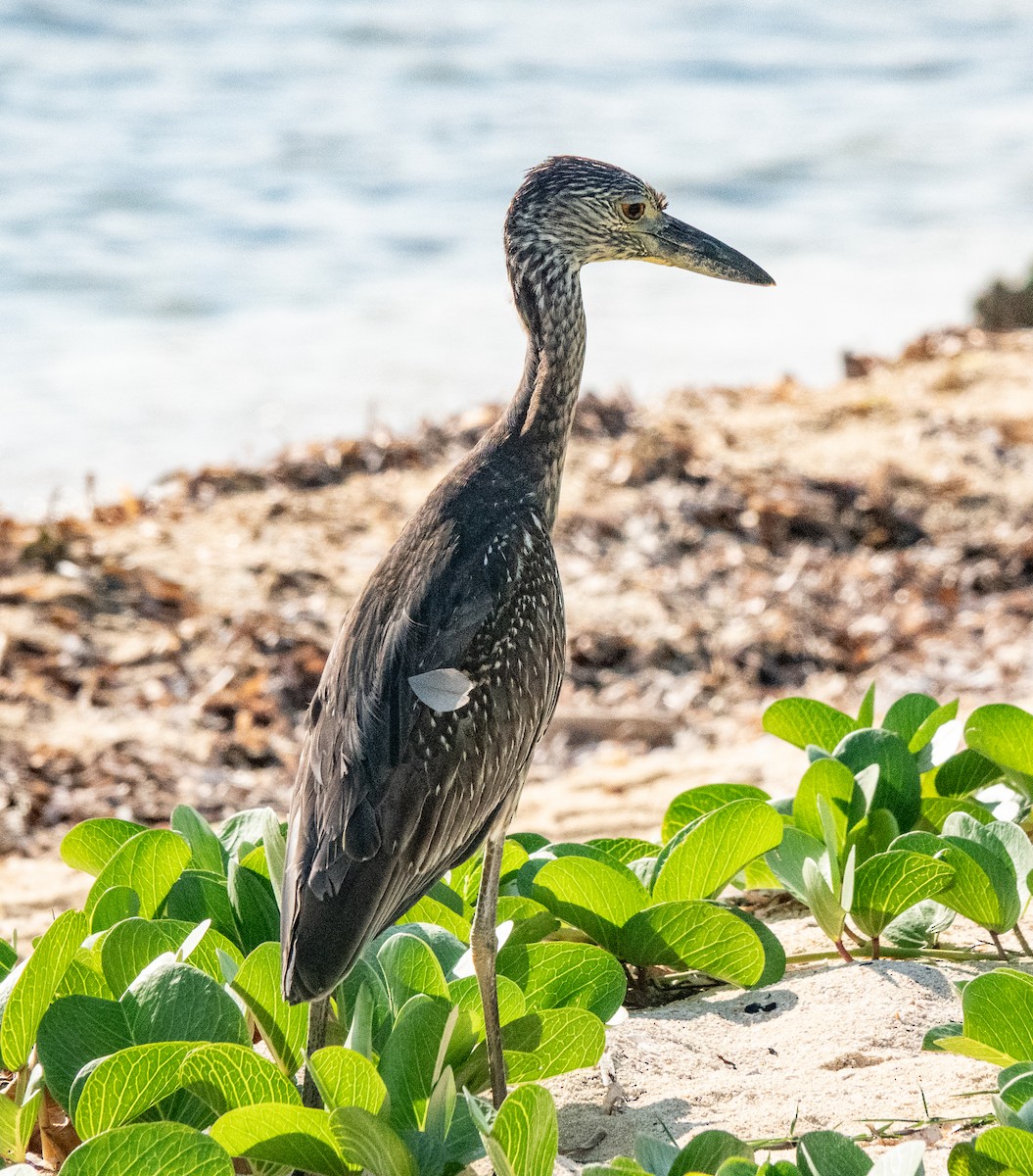 Yellow-crowned Night Heron - ML646787935
