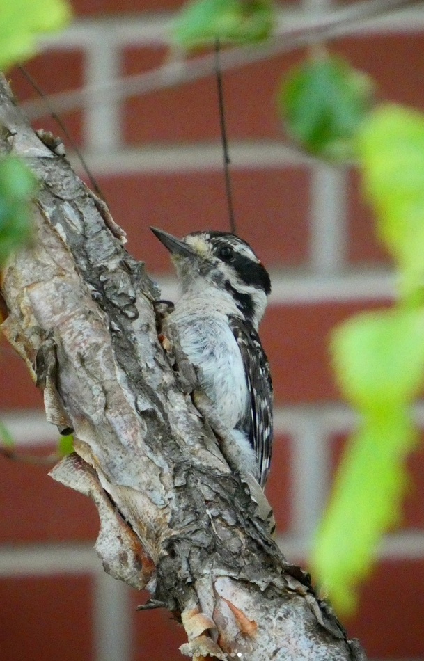 Downy Woodpecker - ML646787938