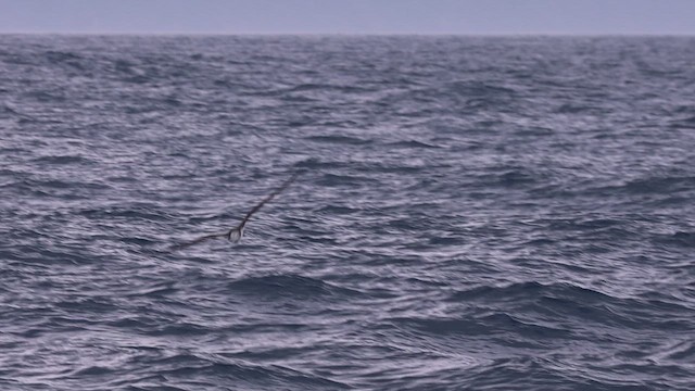 יסעור לבן-מצח - ML646787941