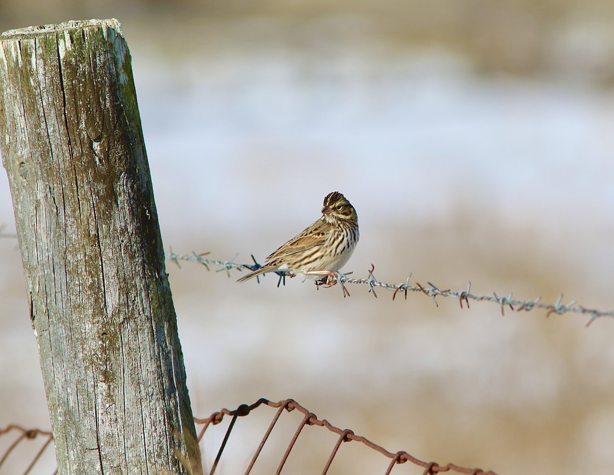 稀樹草鵐 - ML646787942