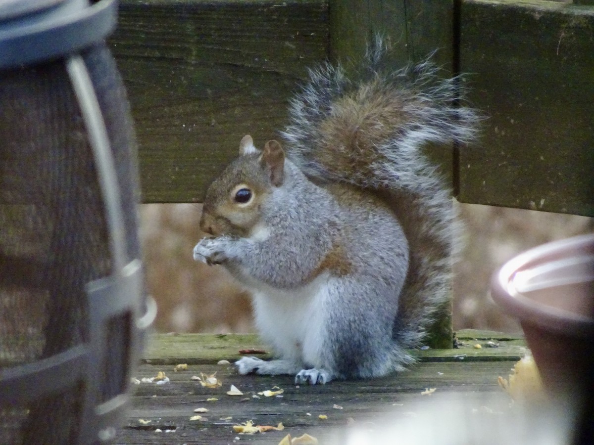 Animals - ML646787955