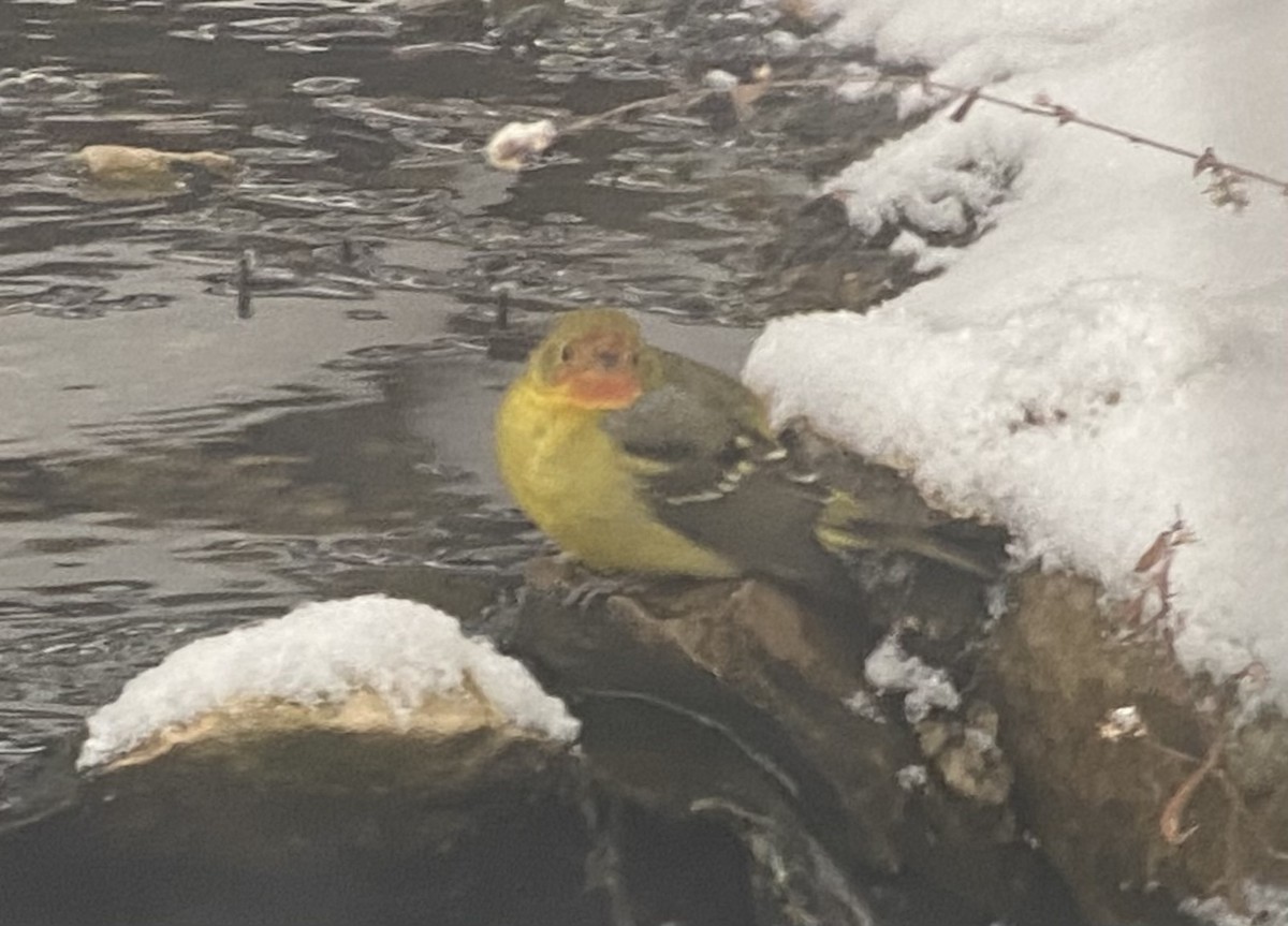Western Tanager - ML646787956